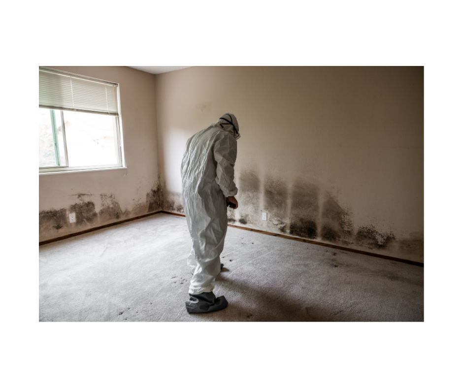 Mold Remediation on Long Island